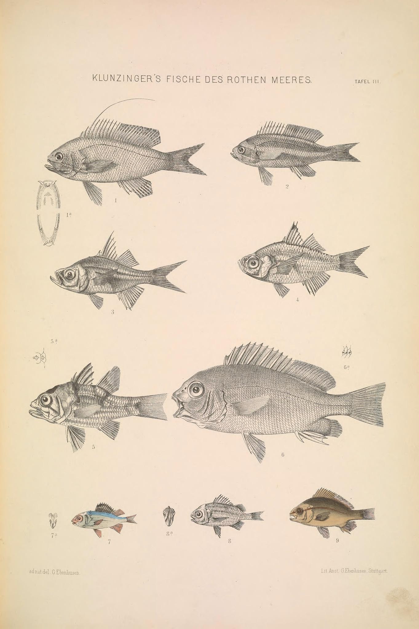 four colorful fish and an aquabath from an antique book