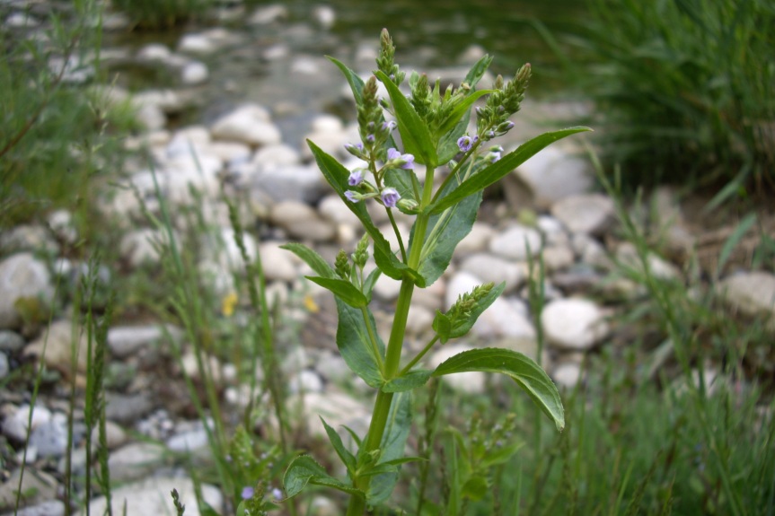 a plant with purple flowers near a stream