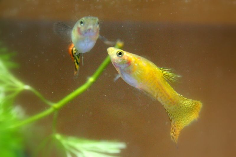 a pair of fish are swimming in their aquarium