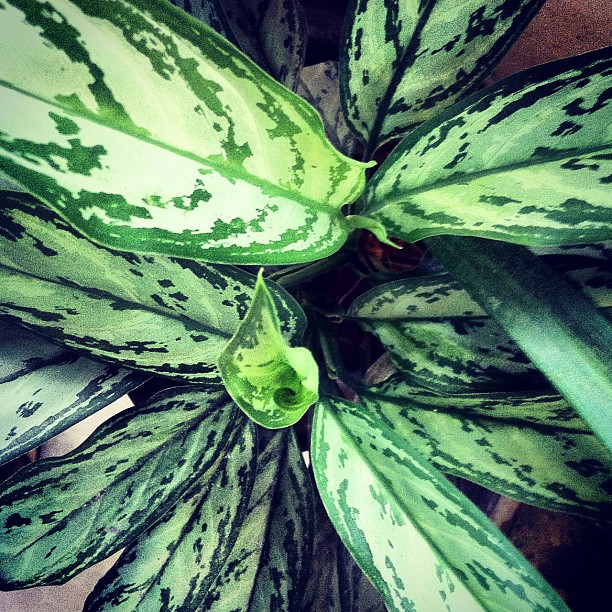 the green leaves on a large plant that is not dying