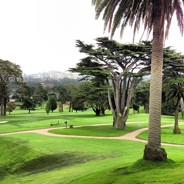 an open golf course surrounded by trees with a walkway and palm tree in the background