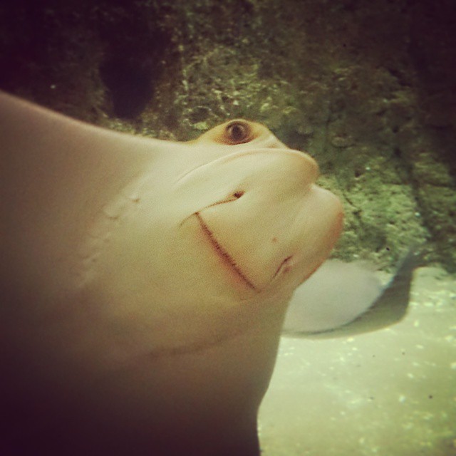 there is a face that looks like a ray fish