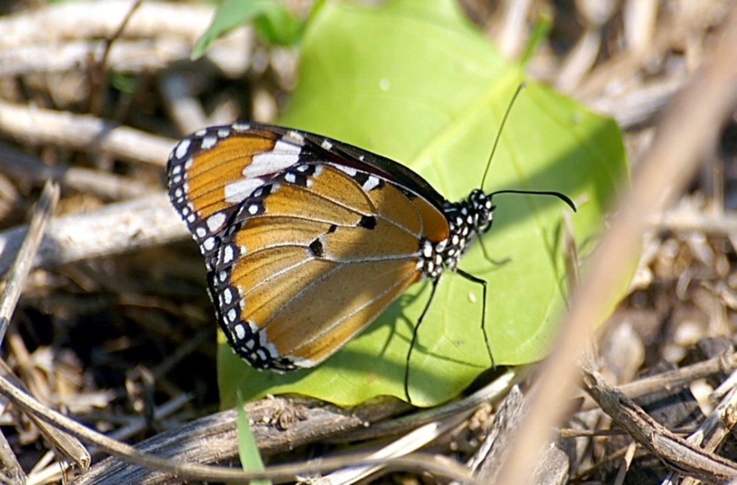 a close up of a erfly on a leaf