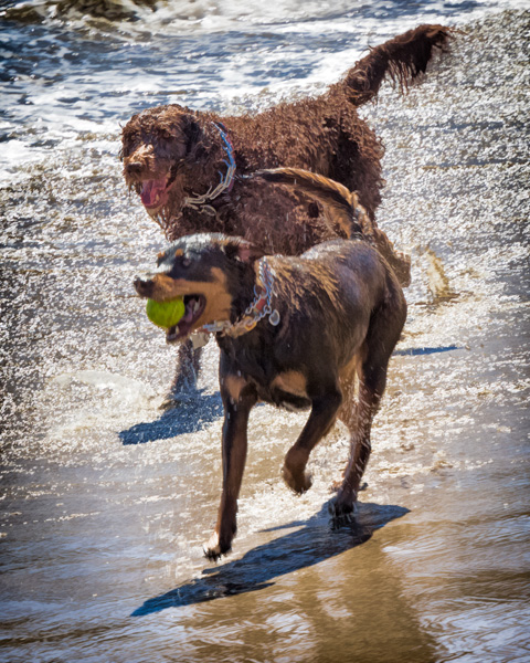 two dogs that are playing in the water