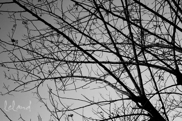 tree nches with small leaves against a cloudy sky