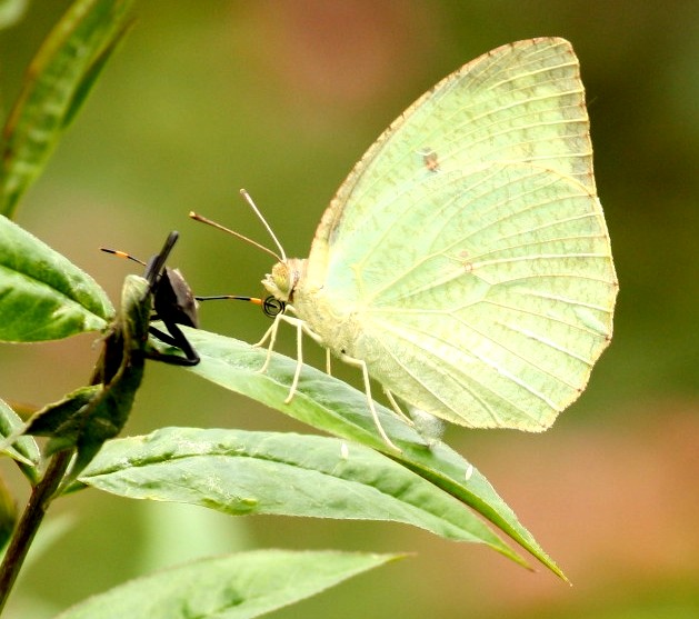 a close up of two erflies on top of a leaf