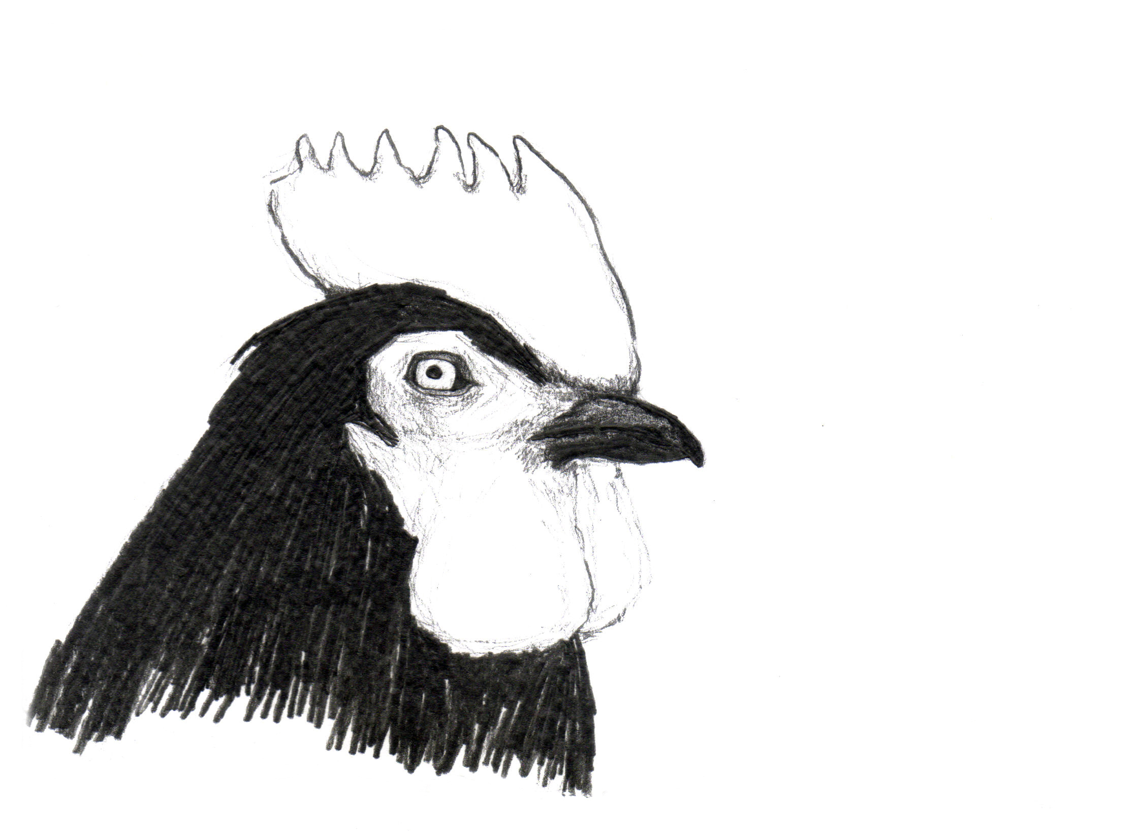 drawing of black and white rooster's head with a crown of feathers