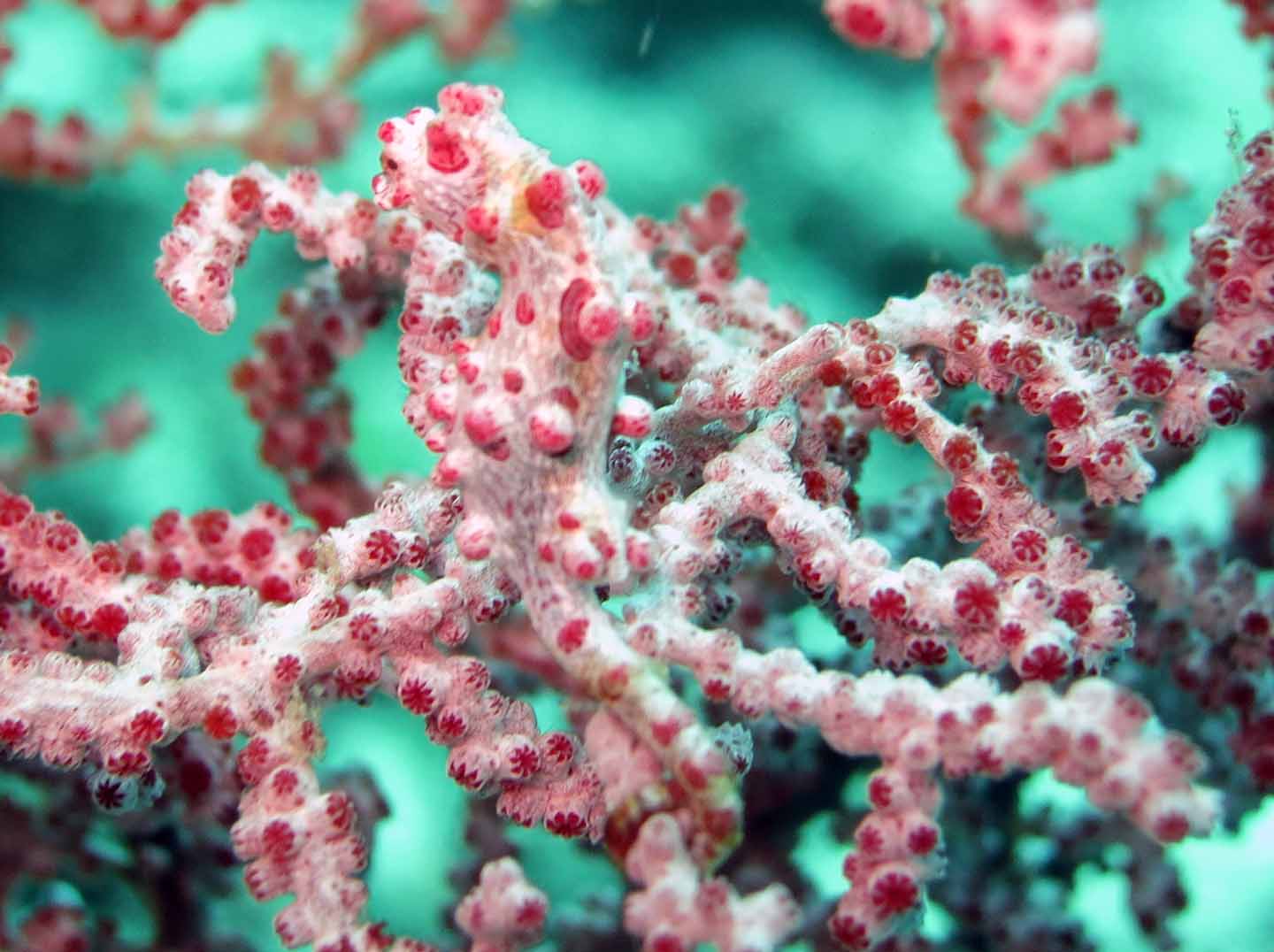 this is a coral with lots of tiny corals