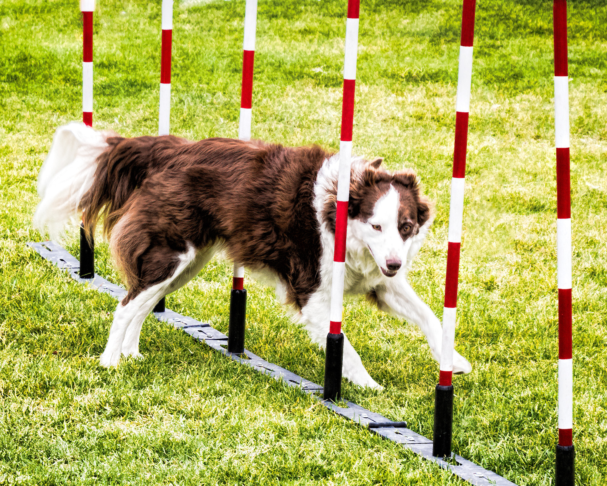 dog jumping over obstacles on a grassy field