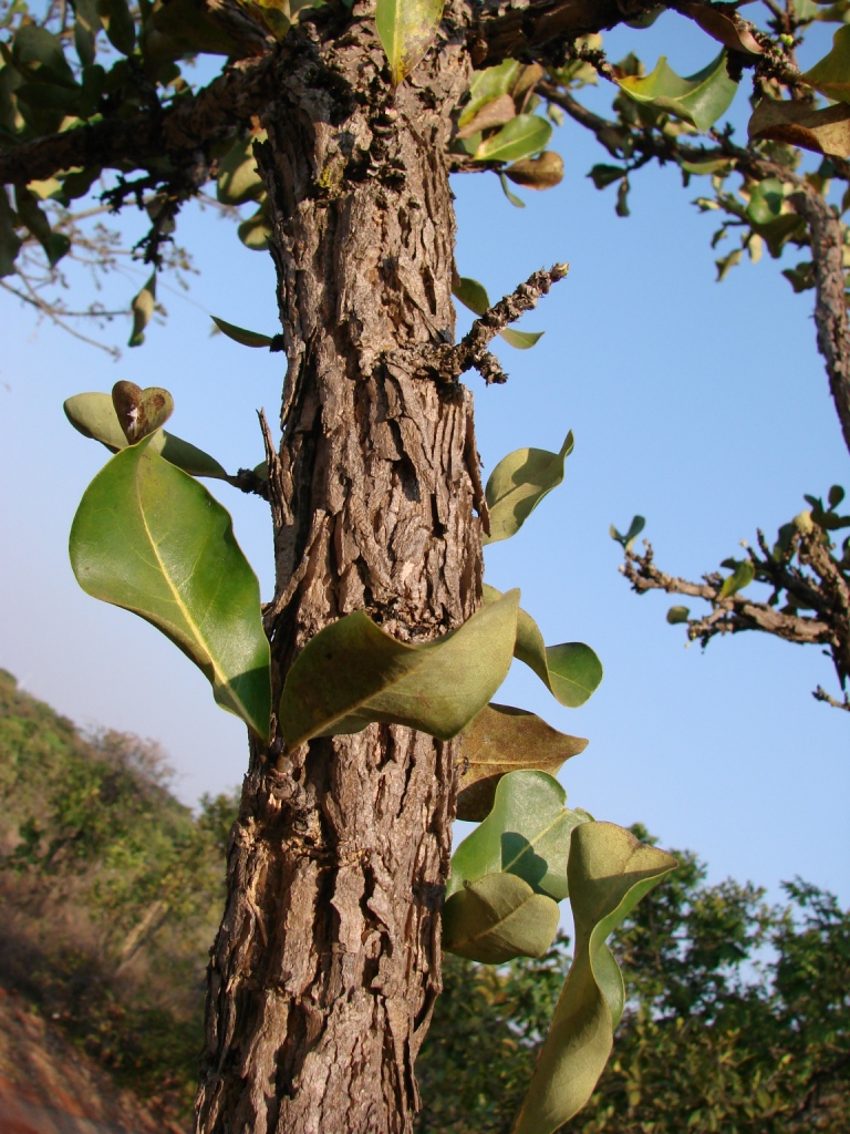 a tree trunk with a large green plant growing on it