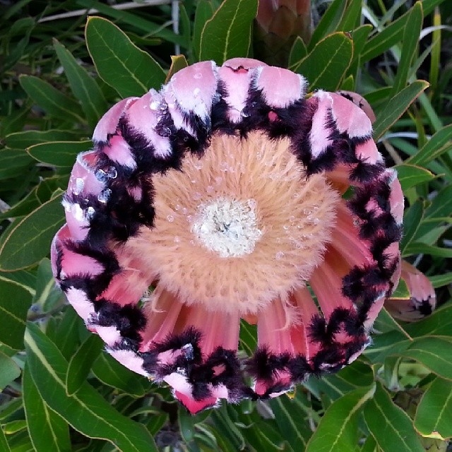 a big flower that is near some leaves