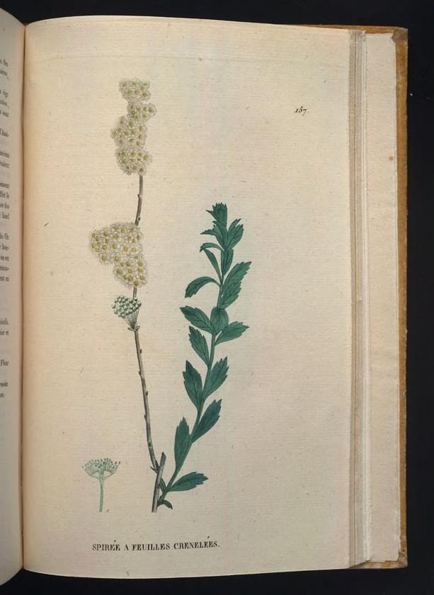 an open book with white flowers, leaves and a brown border