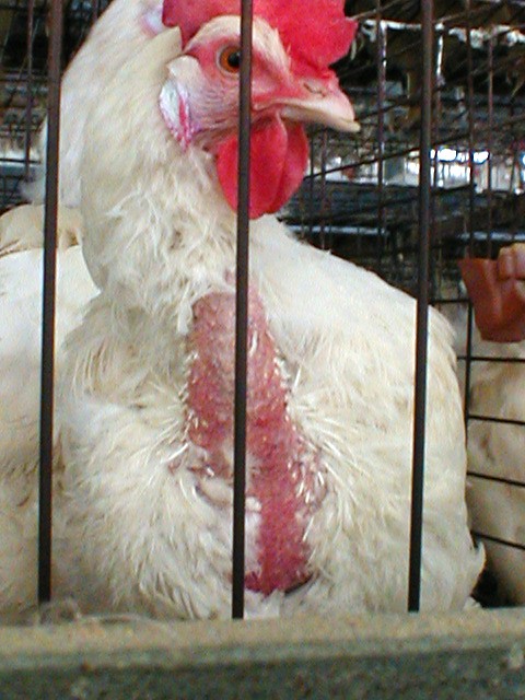 a chicken with a red mohawk on it's head standing in a cage