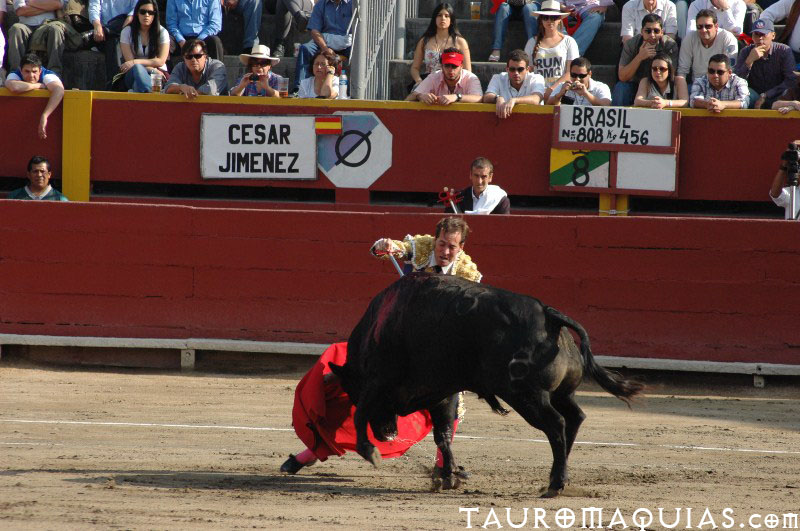 a person running a bull in an arena with a crowd