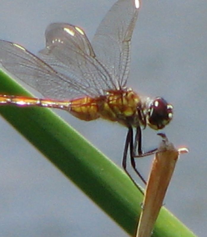 two dragon fly on top of a long leaf