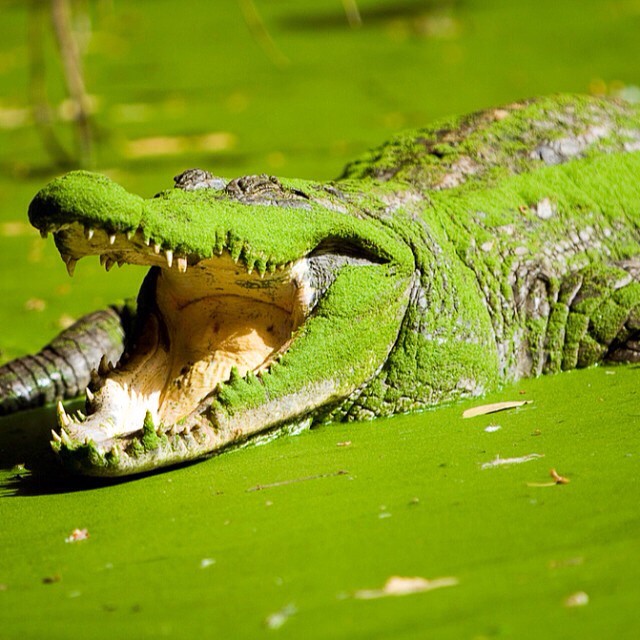 an alligator has it's mouth open while swimming in a marsh