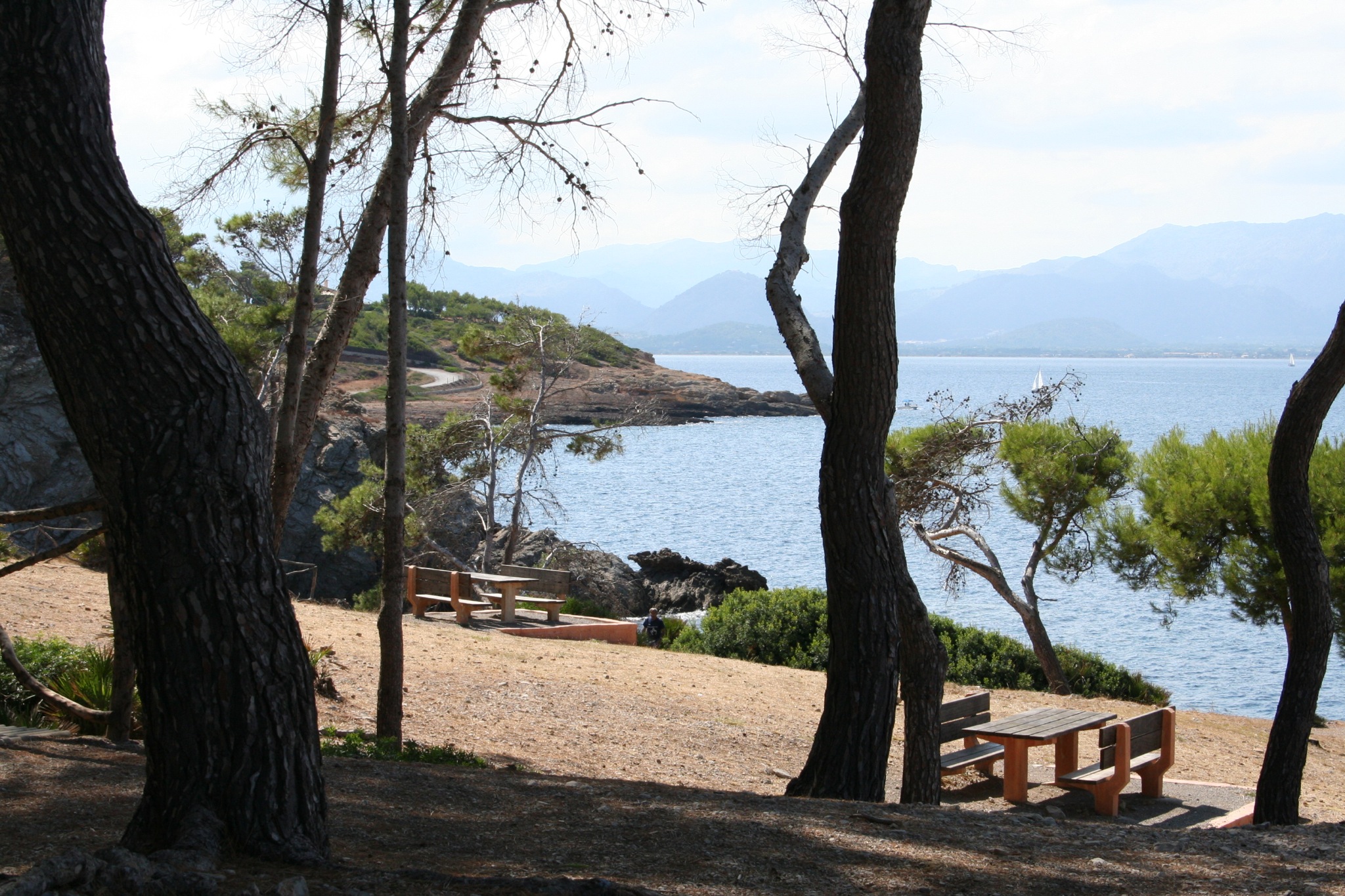 several benches near trees by a lake