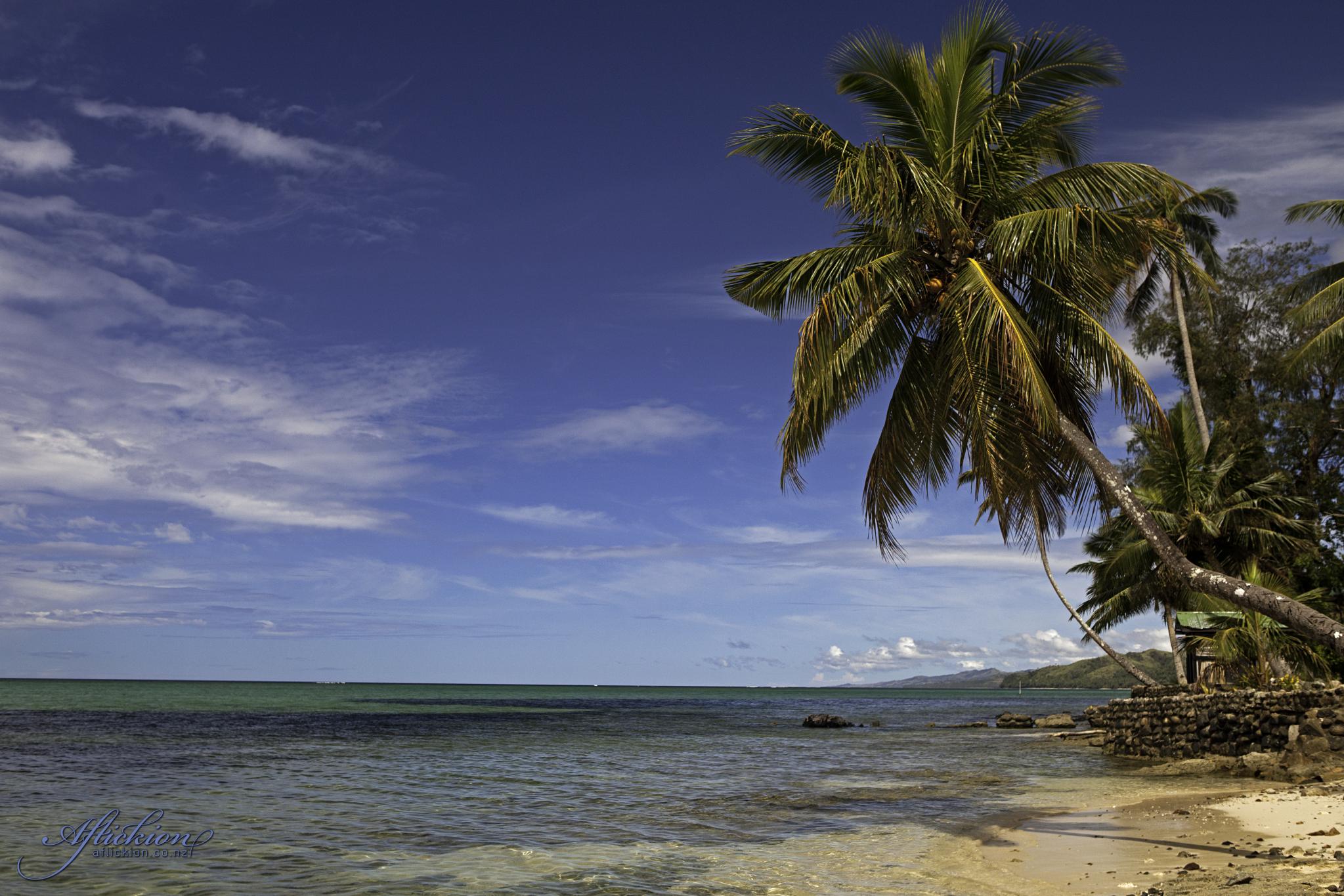 palm tree sitting on the beach near water