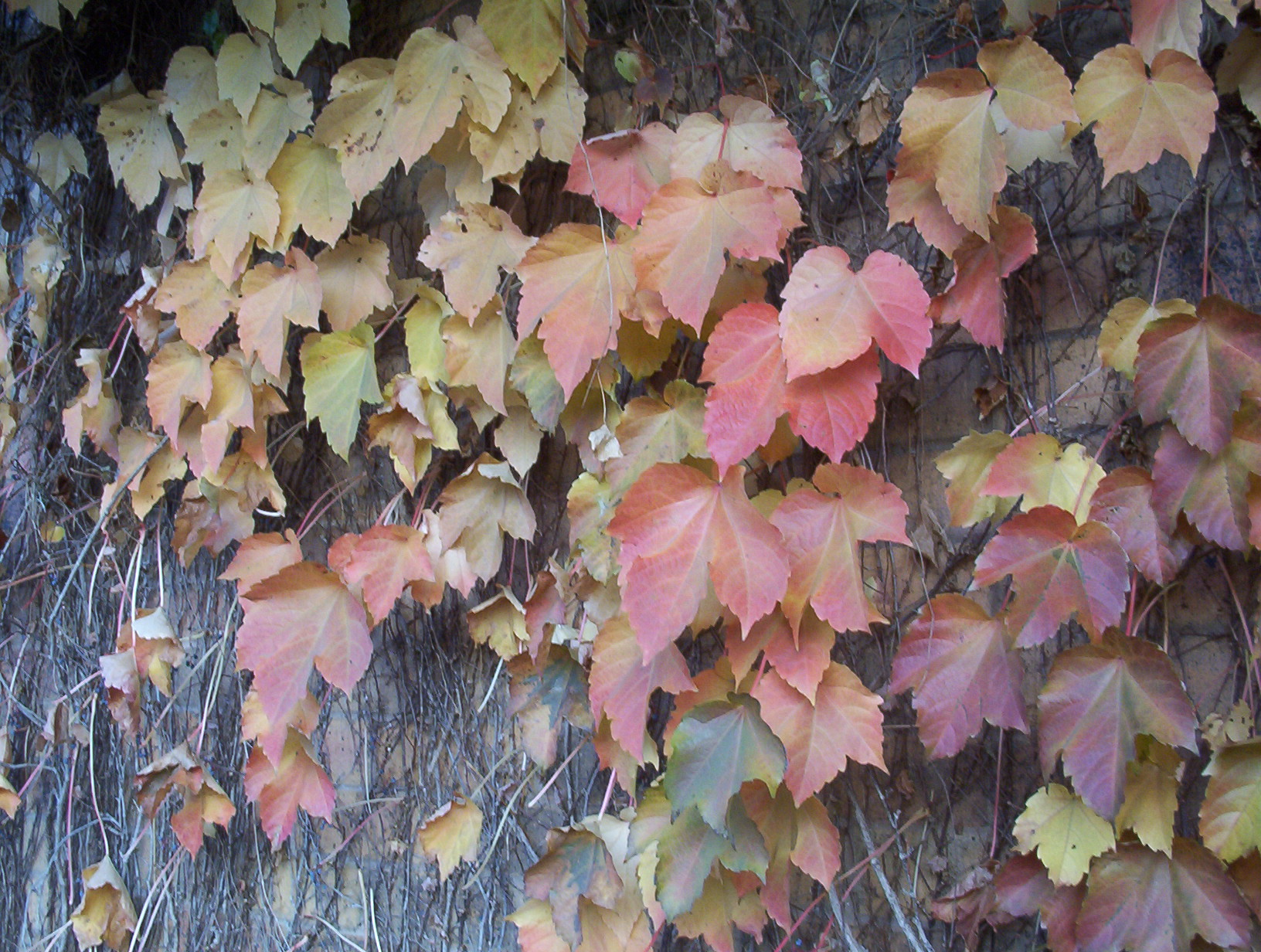 close up of leaves on the bark of a tree