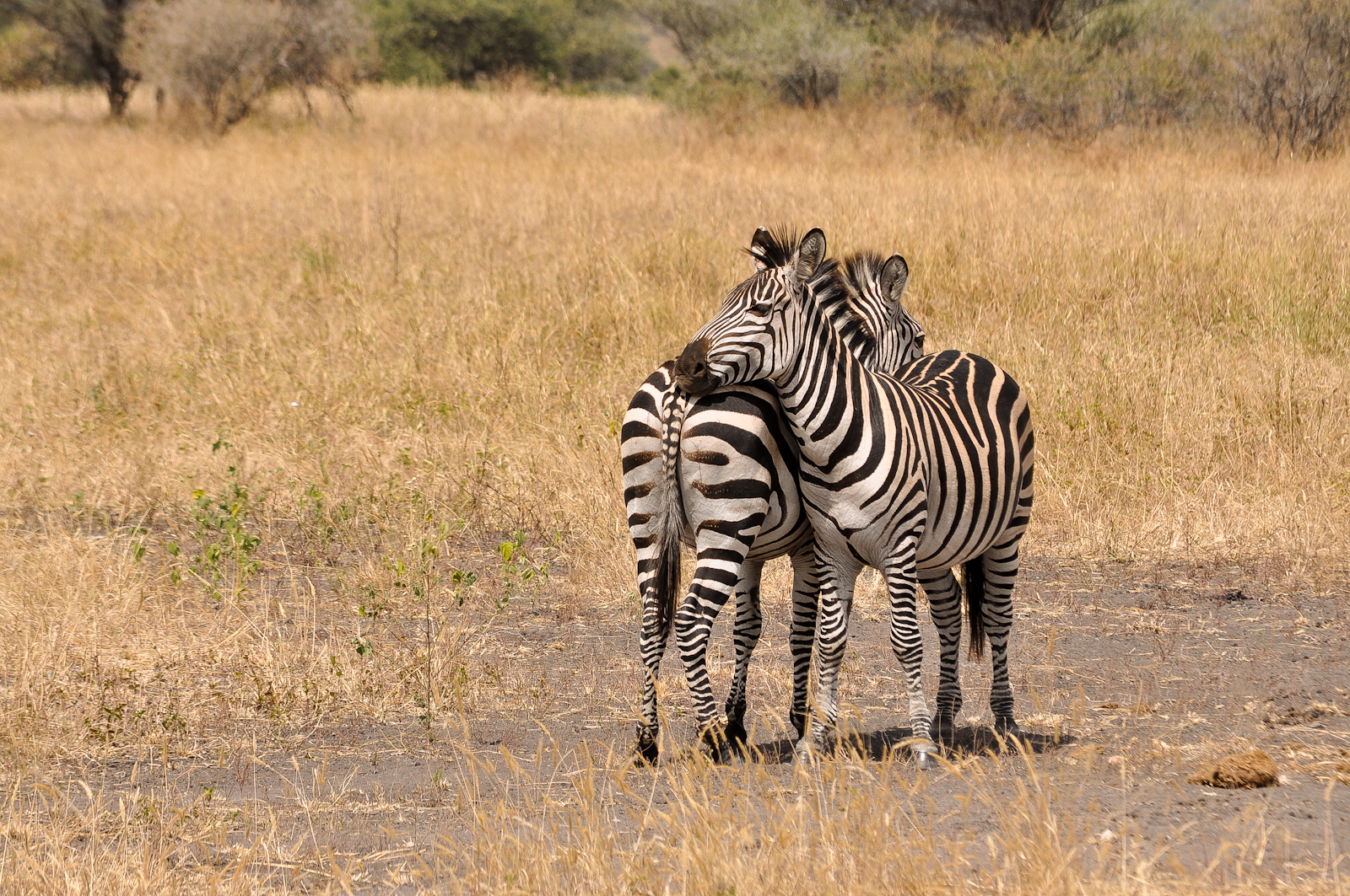 two zes are standing together in the savannah