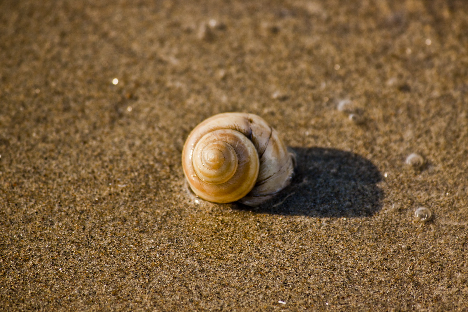 a close up of a sea snail on a beach