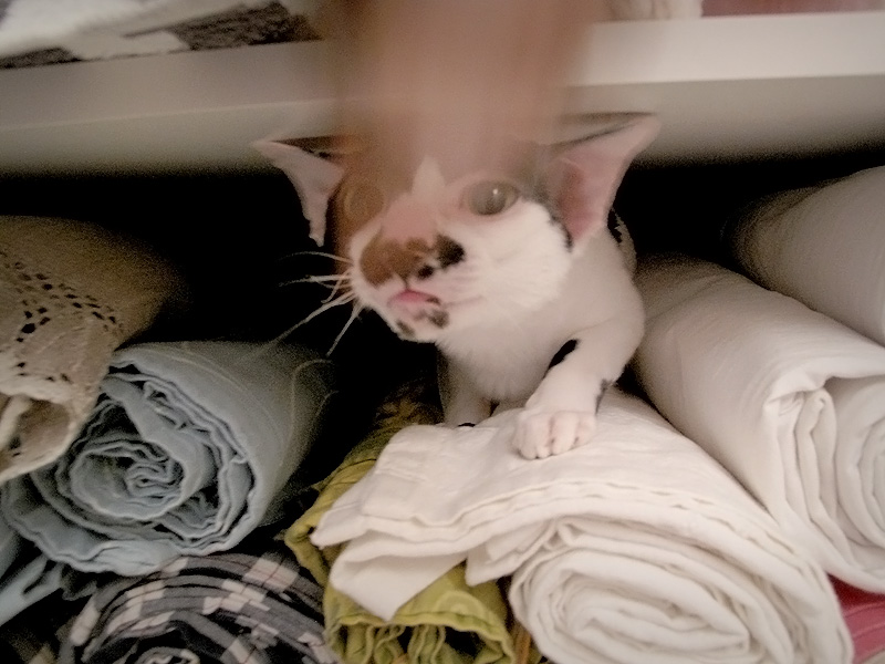a white and brown cat inside of a closet