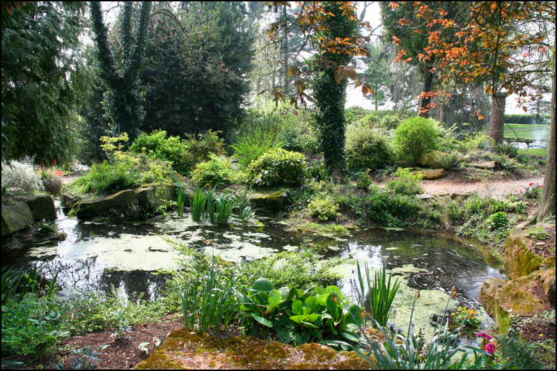 a small pond surrounded by lush green vegetation