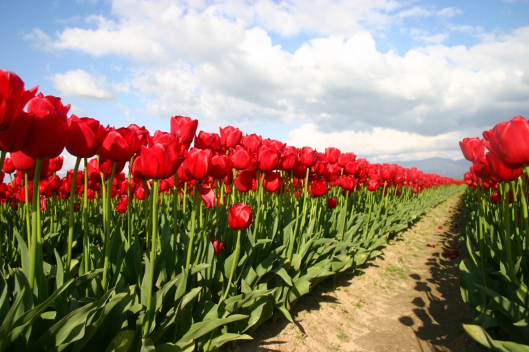 red flowers are in a field on a clear day