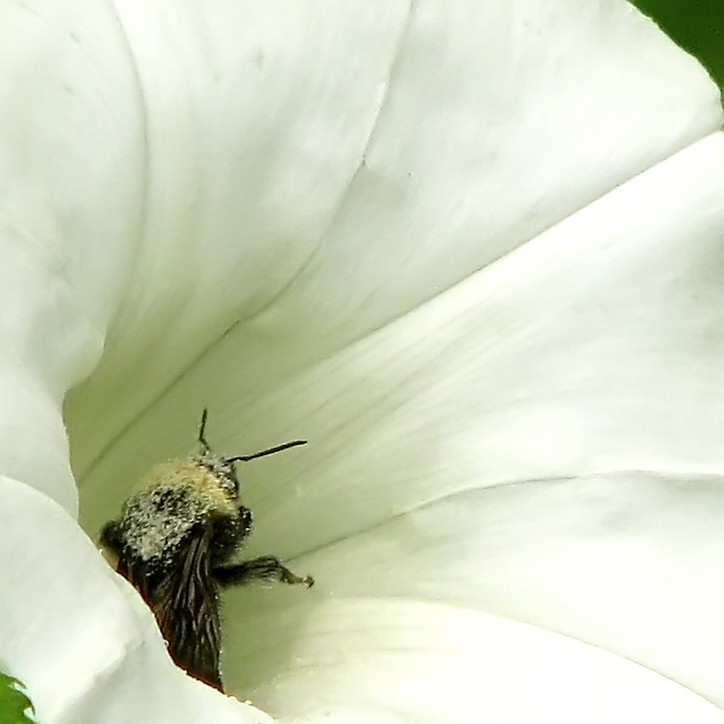 there is a bee sitting inside of the flower