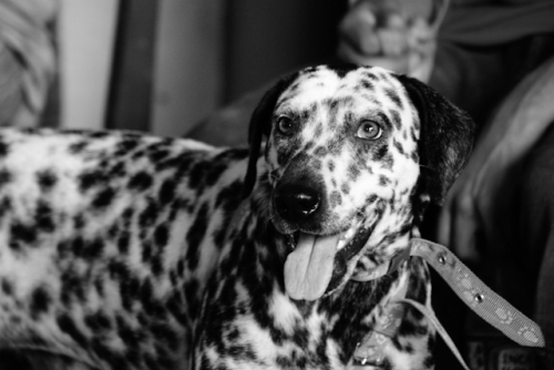 a dalmatian dog with a long muzzle standing