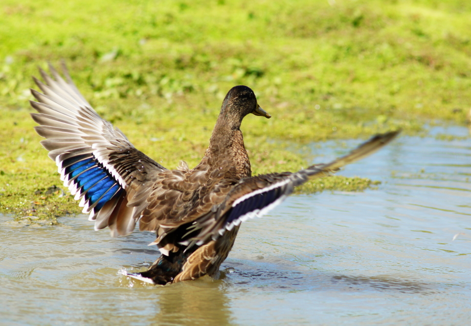 two ducks on the ground are swimming