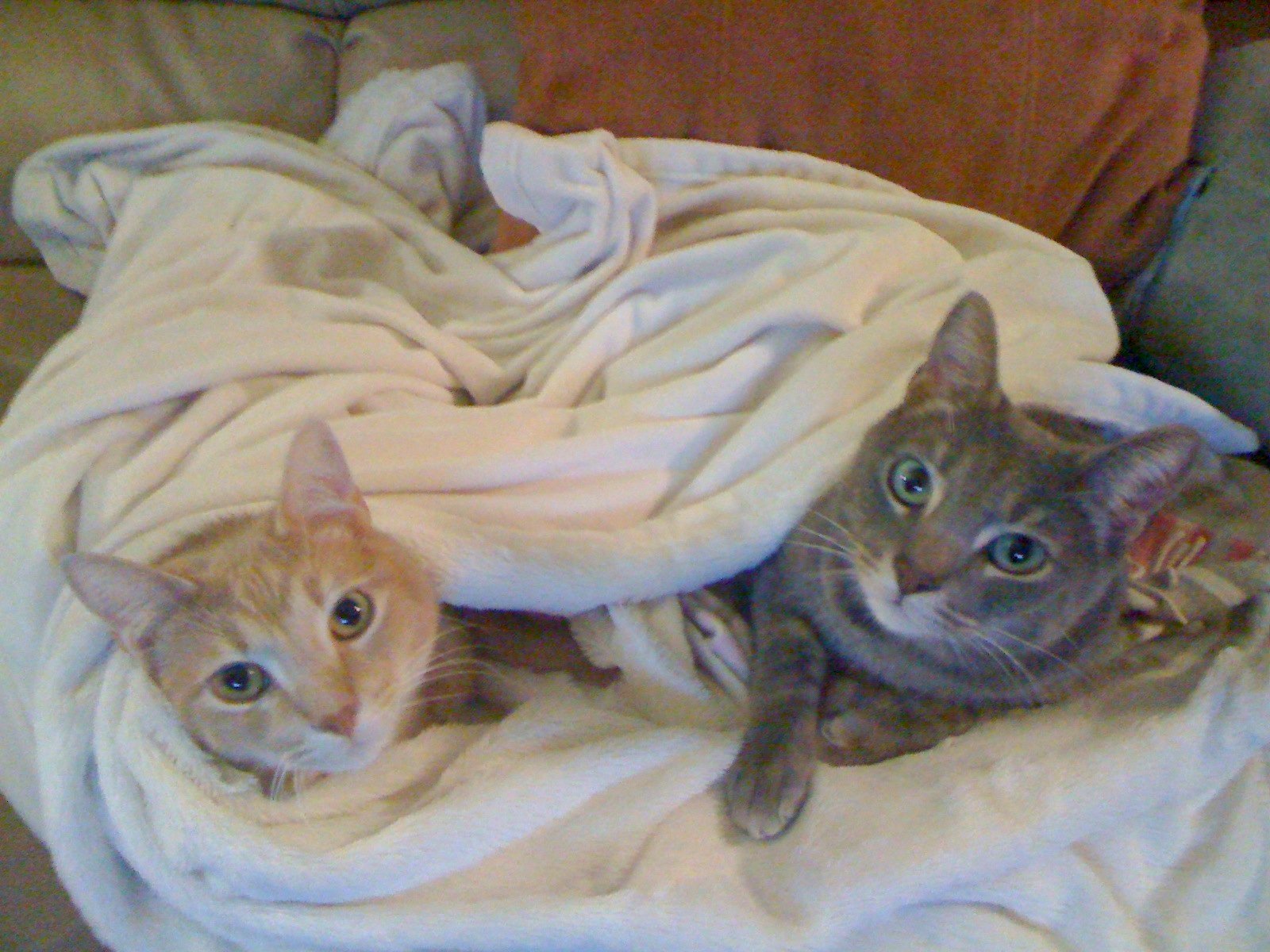 two kittens are laying under the covers on a couch