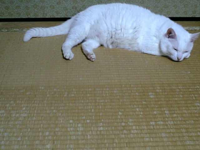 white cat taking a nap on brown carpet