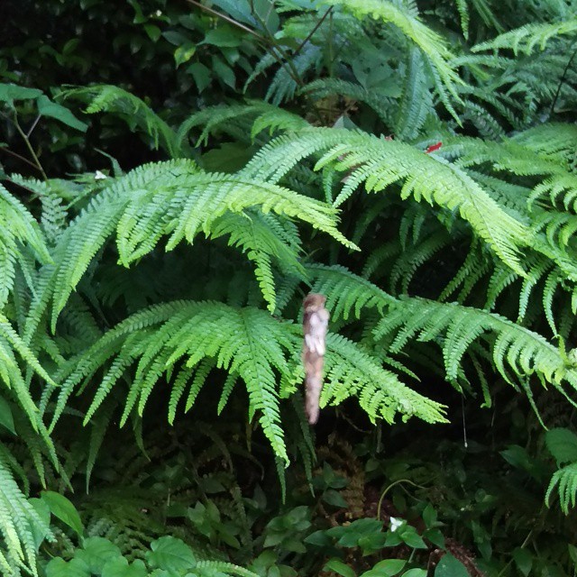 fern trees in the forest are full of leaves