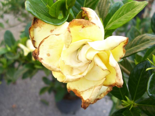 a yellow flower blooming in a pot