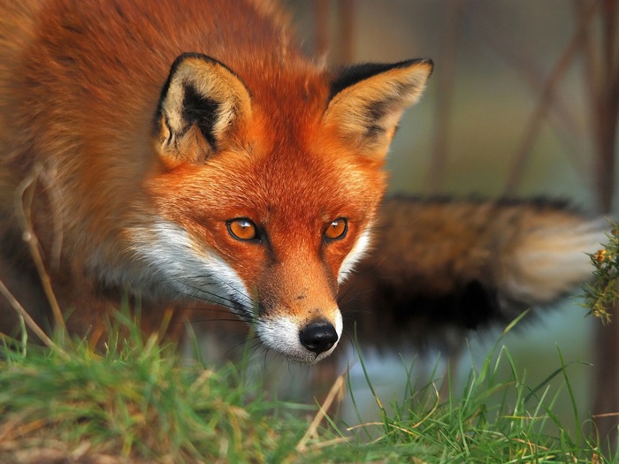 an orange fox stares over the side of a nch