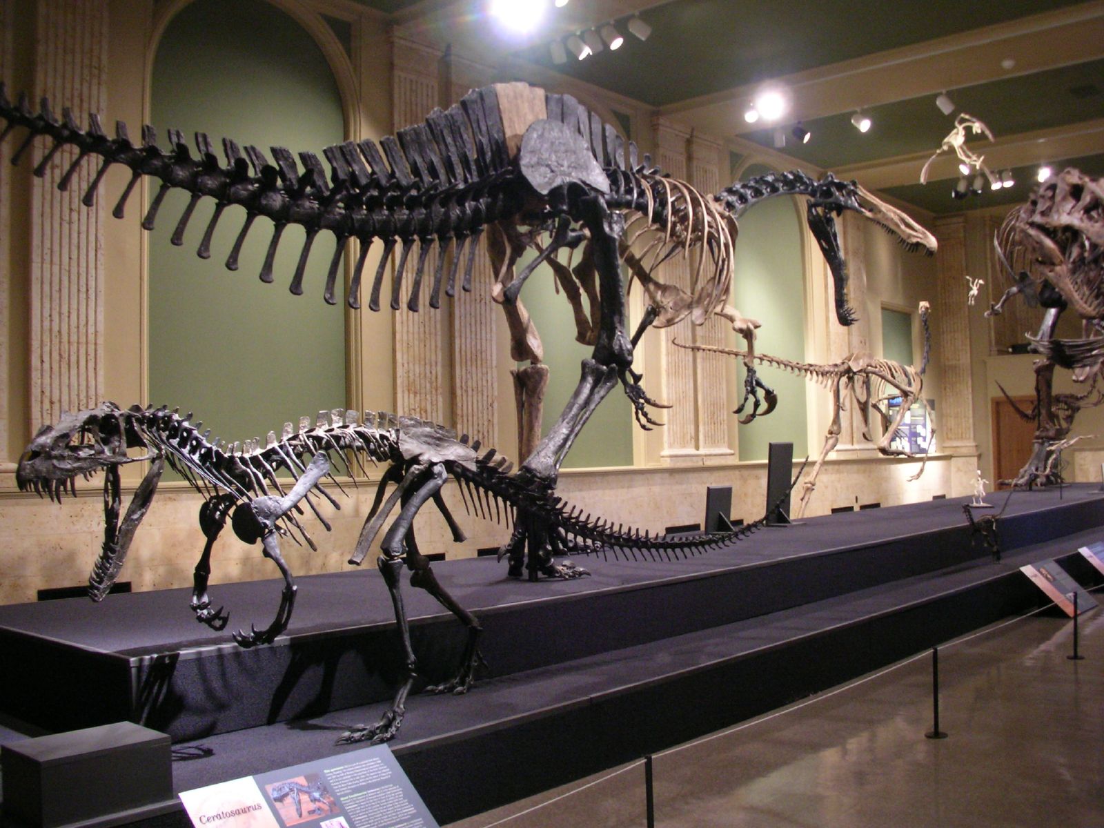 museum display with dinosaurs in their natural history