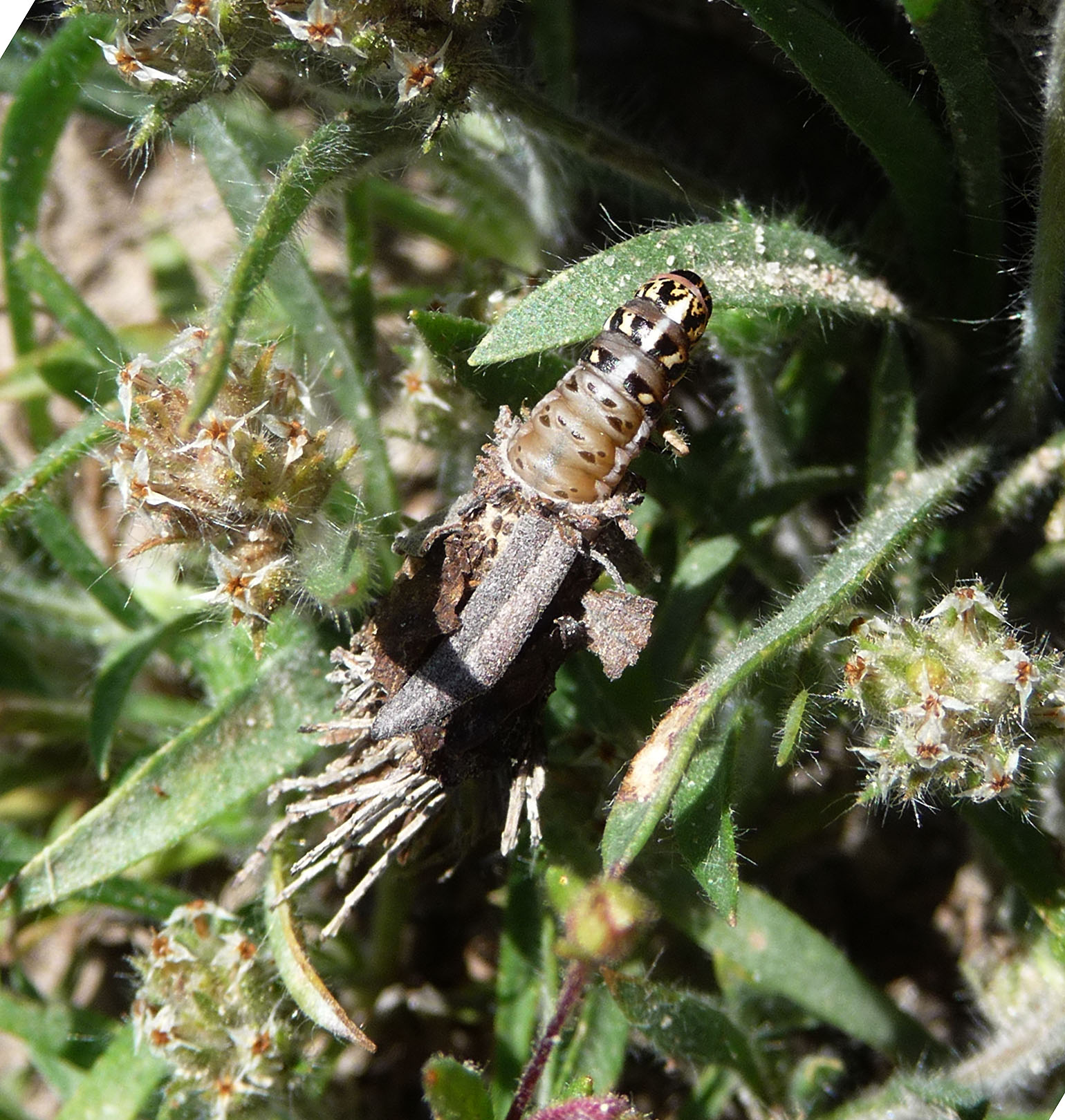 a large, brown and black bug on a green plant