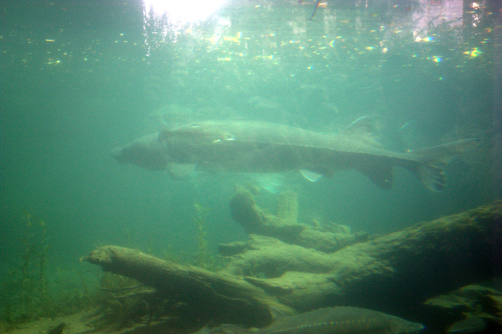 underwater view of several fishes floating near some water