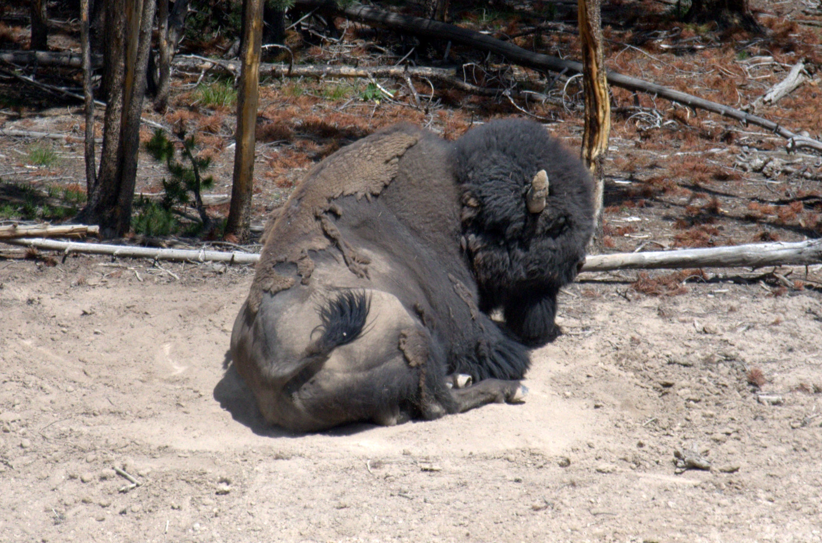 the animal is sitting and laying down in the dirt