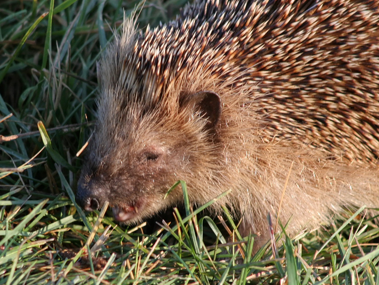 an image of a hedgehog in the grass