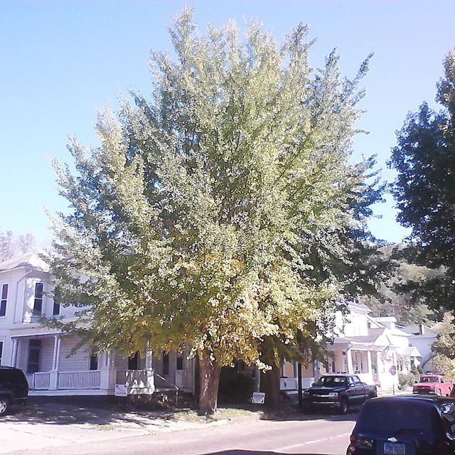 some houses and trees with some cars parked by them