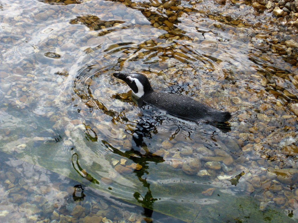 a duck in the water with lots of fish on the rocks