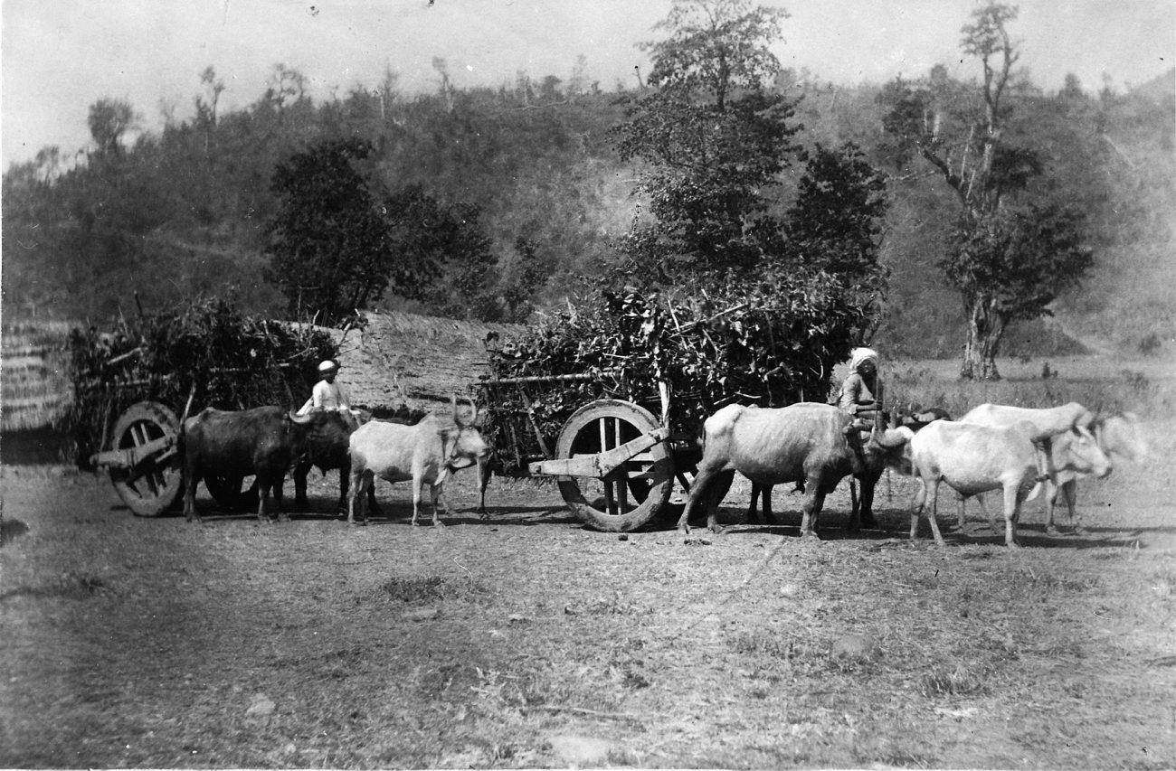 some sheep are in an old po with trees