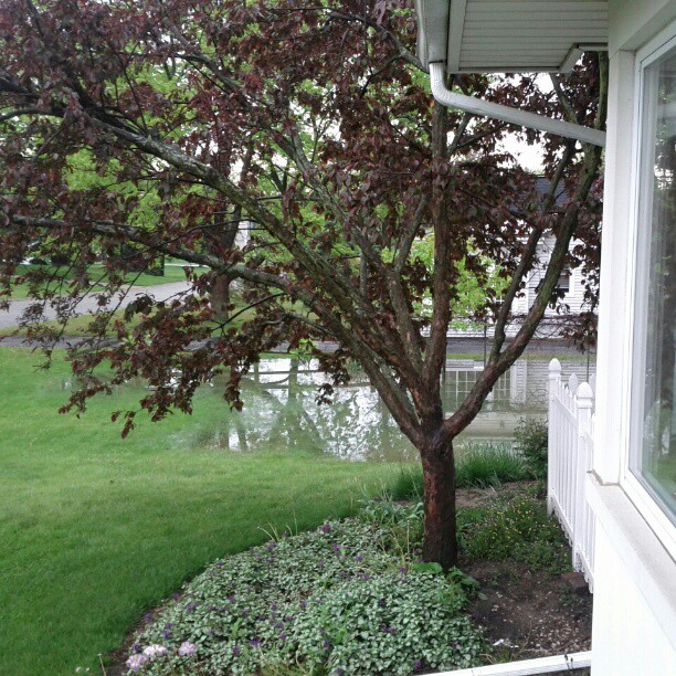 a view of a small tree outside a house window