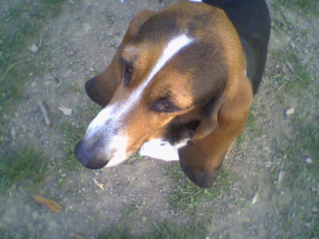 a beagle is laying down on the ground