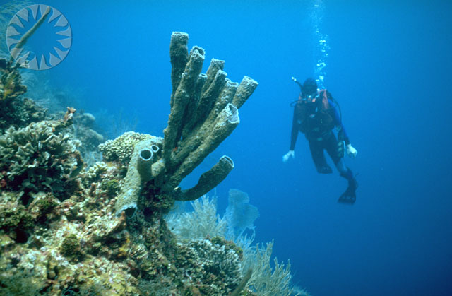 a man in scuba gear underwater near corals and fish