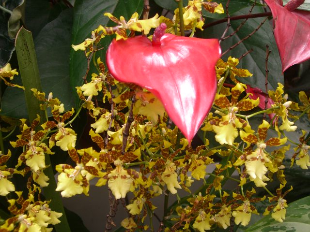yellow and red flowers are next to a heart shaped plant