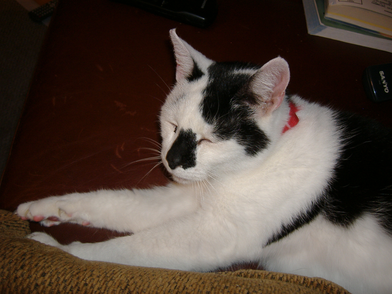 a black and white cat laying down with its head resting on it's paw