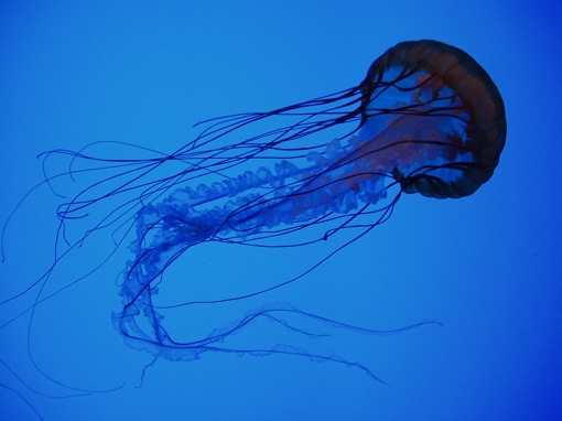 a jellyfish with large dark head floating in the water